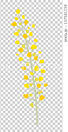 ミモザの花穂と枝(単体アップ)の手描きイラスト素材 ミモザの花穂と枝(単体アップ)の手描きイラスト素材 137581159