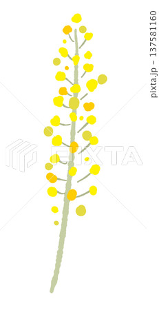 ミモザの花穂と枝（単体アップ・別角度）の手描きイラスト素材 137581160