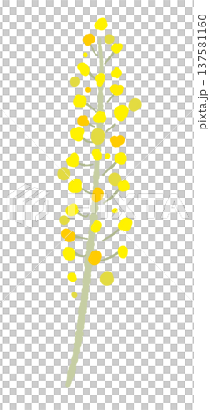ミモザの花穂と枝（単体アップ・別角度）の手描きイラスト素材 137581160