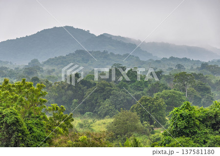 Misty Morning View over a Lush, Verdant Tropical Forest and Rolling Hills, Serene Natural Landscape. Hurulu Eco Park Safari in Sri Lanka. 137581180