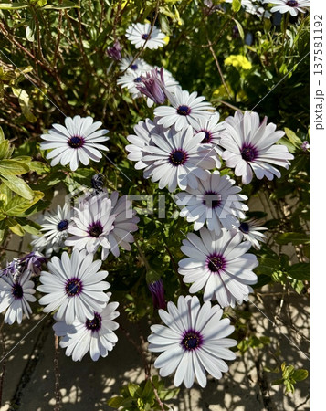 A close-up shot of an African daisy, Osteospermum, growing in a garden. The flowers bloom in spring. A close-up shot of an African daisy, Osteospermum, growing in a garden. The flowers bloom in spring. 137581192