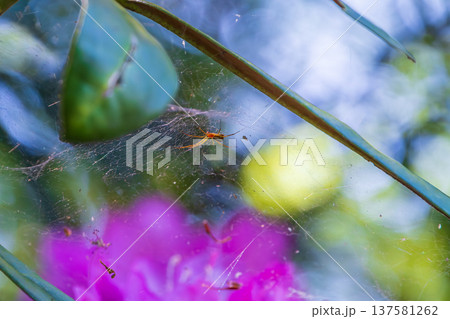 花を背景に蜘蛛の巣で待ち構えるクモ 137581262