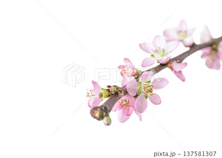 Pink cherry blossom branch with delicate flowers on white background 137581307