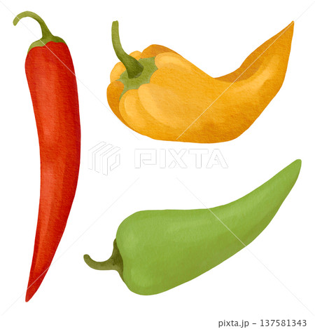 Hand-drawn watercolor fresh peppers collection, chili, ramiro, jalapeno pepper detailed illustrations in green, yellow, red color 137581343