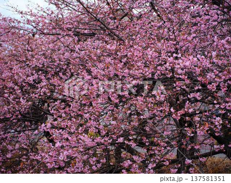 春の訪れを告げる河津桜 137581351