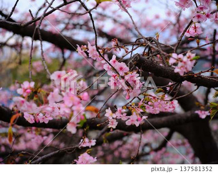 春の訪れを告げる河津桜 137581352