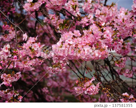 春の訪れを告げる河津桜 春の訪れを告げる河津桜 137581355