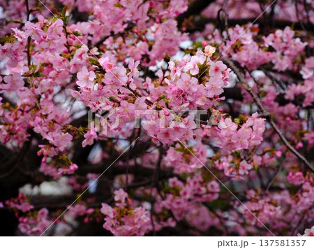 春の訪れを告げる河津桜 春の訪れを告げる河津桜 137581357