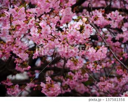 春の訪れを告げる河津桜 137581358