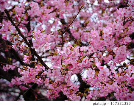 春の訪れを告げる河津桜 春の訪れを告げる河津桜 137581359