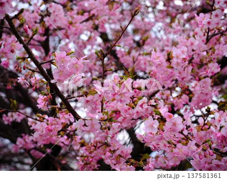 春の訪れを告げる河津桜 137581361