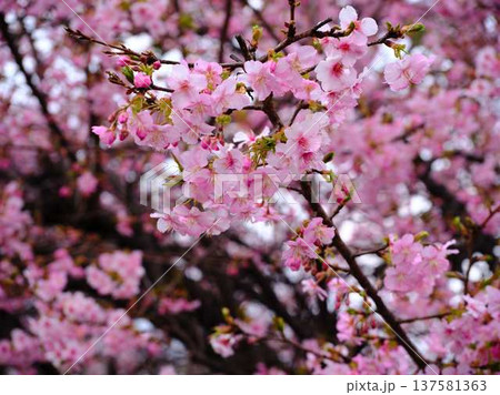 春の訪れを告げる河津桜 春の訪れを告げる河津桜 137581363