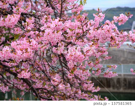 春の訪れを告げる河津桜 春の訪れを告げる河津桜 137581365