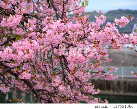 春の訪れを告げる河津桜 春の訪れを告げる河津桜 137581366