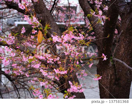 春の訪れを告げる河津桜 137581368