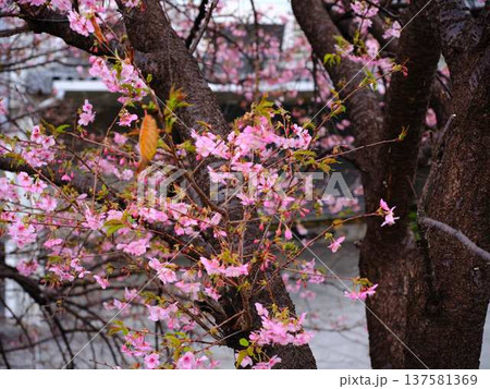 春の訪れを告げる河津桜 137581369