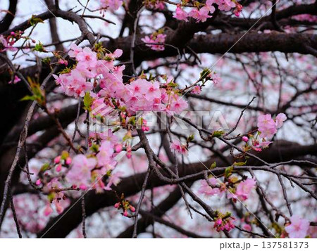 春の訪れを告げる河津桜 春の訪れを告げる河津桜 137581373