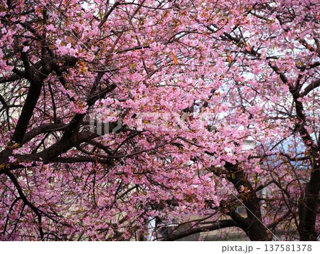 春の訪れを告げる河津桜 春の訪れを告げる河津桜 137581378