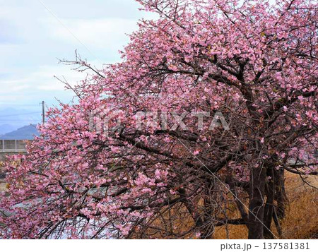 春の訪れを告げる河津桜 春の訪れを告げる河津桜 137581381