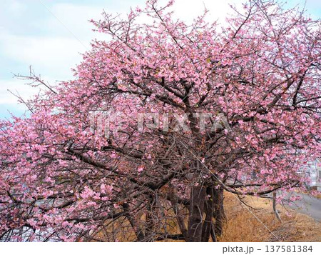 春の訪れを告げる河津桜 137581384