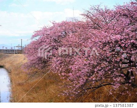 春の訪れを告げる河津桜 137581387