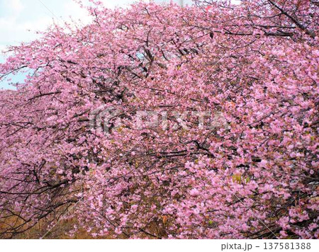 春の訪れを告げる河津桜 137581388