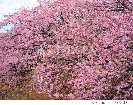 春の訪れを告げる河津桜 137581389