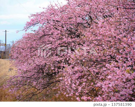 春の訪れを告げる河津桜 137581390