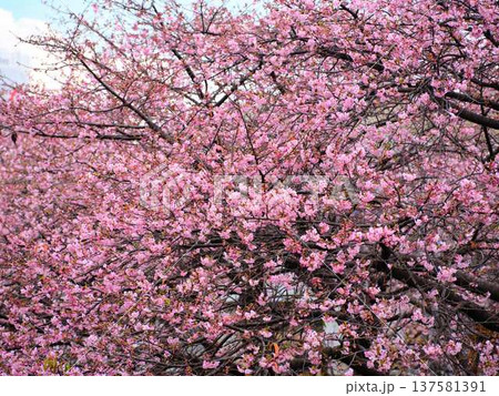 春の訪れを告げる河津桜 137581391