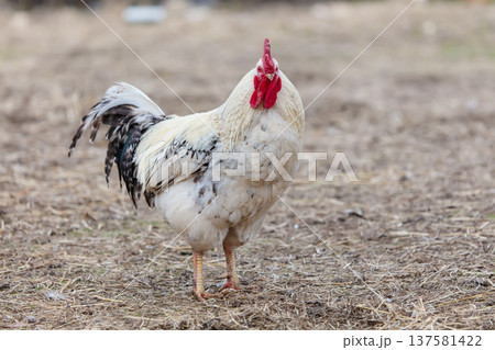 A white and black chicken standing in a field. The chicken has a red beak 137581422