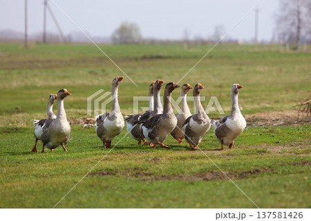 A flock of geese is grazing on a green meadow. The geese are walking together one after another. A flock of geese is grazing on a green meadow. The geese are walking together one after another. 137581426