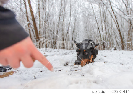 Dog exploring snowy forest while owner points at ground in winter 137581434