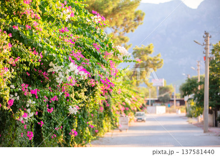 A blooming bougainvillea bush against a blurred street. 137581440