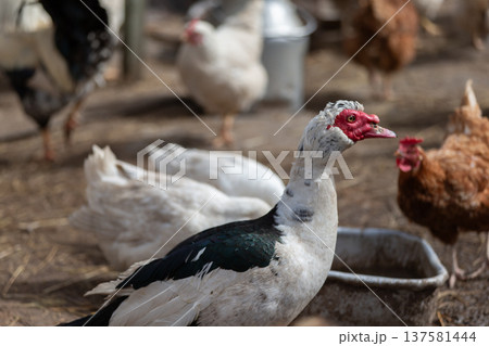 Diverse flock of farm animals interact in a sunny barnyard 137581444