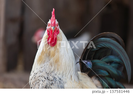 Birds on the farm. White rooster with black tail close-up. Birds on the farm. White rooster with black tail close-up. 137581446