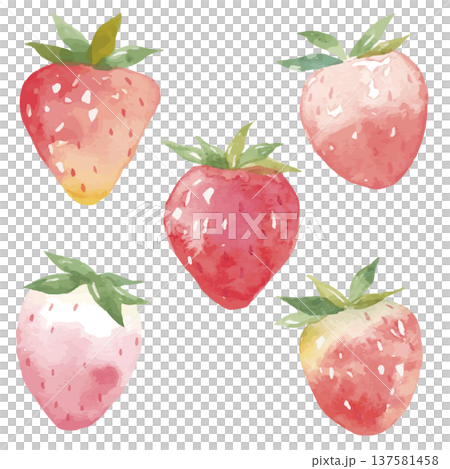 水彩草莓插圖 137581458