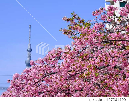 日本の東京都市景観 青空に映える東京スカイツリーと御殿場桜などを望む 日本の東京都市景観 青空に映える東京スカイツリーと御殿場桜などを望む 137581490