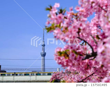 日本の東京都市景観 青空に映える東京スカイツリーと御殿場桜などを望む 日本の東京都市景観 青空に映える東京スカイツリーと御殿場桜などを望む 137581495