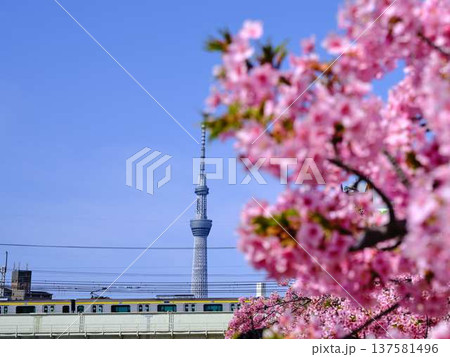 日本の東京都市景観 青空に映える東京スカイツリーと御殿場桜などを望む 日本の東京都市景観 青空に映える東京スカイツリーと御殿場桜などを望む 137581496
