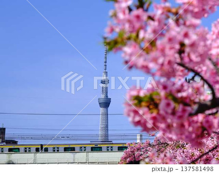 日本の東京都市景観 青空に映える東京スカイツリーと御殿場桜などを望む 日本の東京都市景観 青空に映える東京スカイツリーと御殿場桜などを望む 137581498