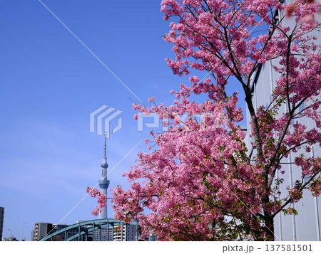 日本の東京都市景観 青空に映える東京スカイツリーと御殿場桜などを望む 137581501