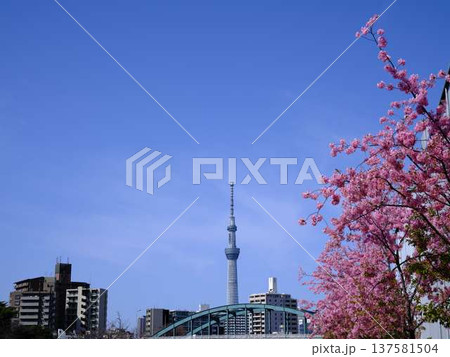 日本の東京都市景観 青空に映える東京スカイツリーと御殿場桜などを望む 137581504