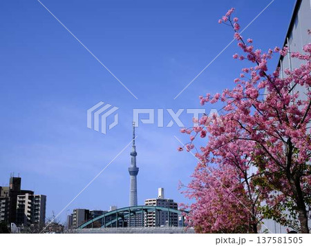 日本の東京都市景観 青空に映える東京スカイツリーと御殿場桜などを望む 日本の東京都市景観 青空に映える東京スカイツリーと御殿場桜などを望む 137581505