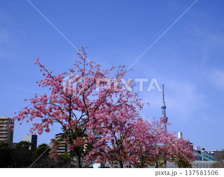 日本の東京都市景観 青空に映える東京スカイツリーと御殿場桜などを望む 日本の東京都市景観 青空に映える東京スカイツリーと御殿場桜などを望む 137581506