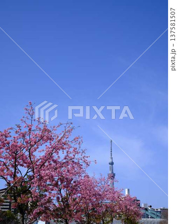 日本の東京都市景観 青空に映える東京スカイツリーと御殿場桜などを望む 日本の東京都市景観 青空に映える東京スカイツリーと御殿場桜などを望む 137581507