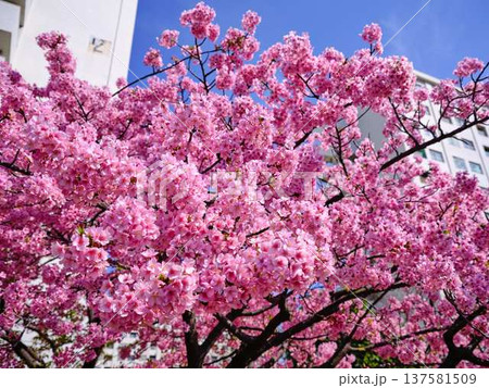 日本の東京都市景観 青空に映える東京スカイツリーと御殿場桜などを望む 137581509