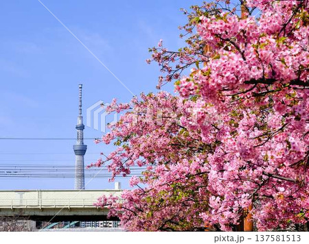 日本の東京都市景観 青空に映える東京スカイツリーと御殿場桜などを望む 137581513
