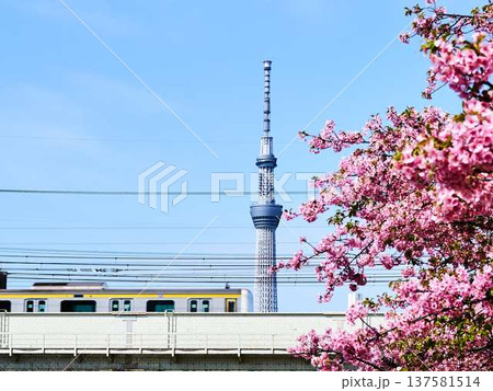 日本の東京都市景観 青空に映える東京スカイツリーと御殿場桜などを望む 日本の東京都市景観 青空に映える東京スカイツリーと御殿場桜などを望む 137581514