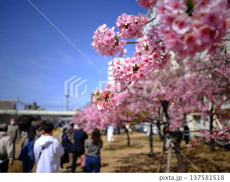 日本の東京都市景観 青空に映える東京スカイツリーと御殿場桜などを望む 137581518