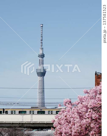日本の東京都市景観 青空に映える東京スカイツリーと御殿場桜などを望む 137581523
